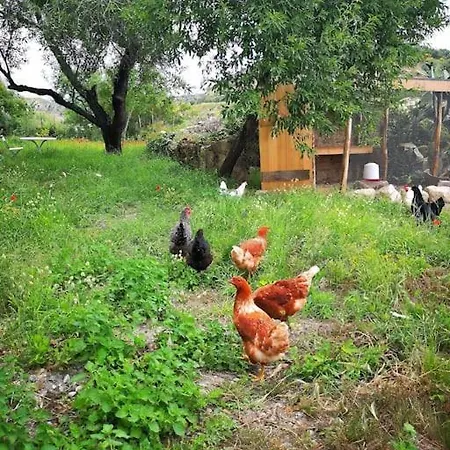 Tatil Evi Casa Savoca Nel Borgo Di Condojanni